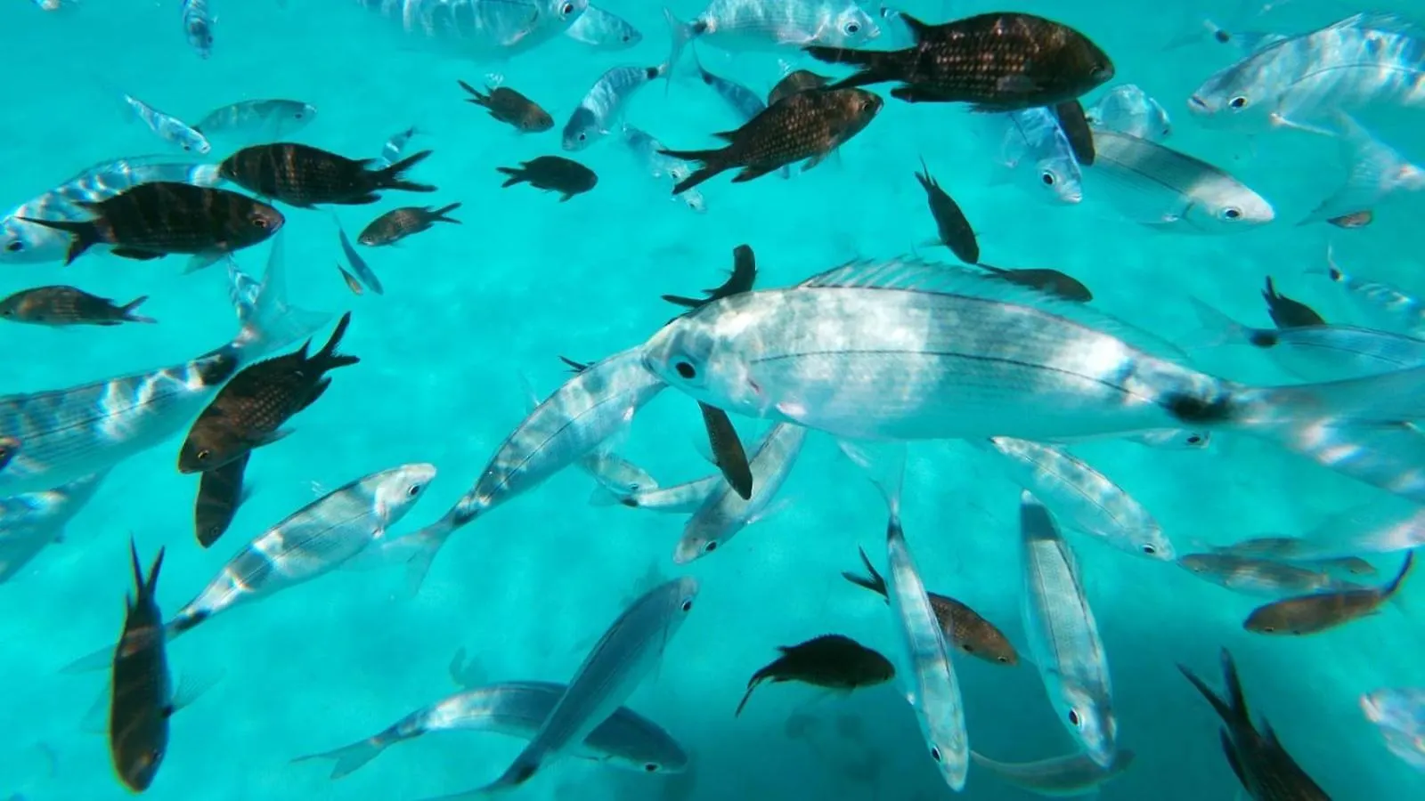 فيلا Mar Y Sol San Teodoro Lu Fraili Nuragheddu بيت للعطل